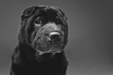 Image showing Beautiful black shar pei dog over grey background 