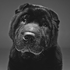Image showing Beautiful black shar pei dog over grey background 