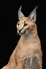 Image showing Beautiful caracal lynx over black background