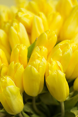 Image showing Crimson tulip flower on background