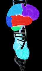 Image showing DNA, brain and heart. 3d illustration