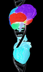 Image showing DNA, brain and heart. 3d illustration