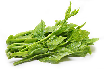Image showing Green Ceylon Spinach