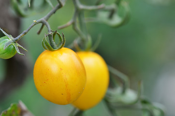 Image showing Yellow cherry tomatoes grow in the garden