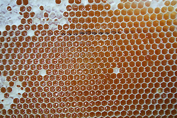 Image showing Sweet honey in yellow honeycomb frame