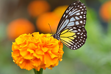 Image showing Butterfly on orange flower