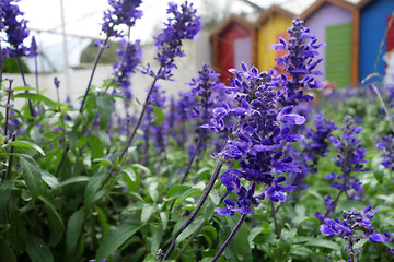 Image showing Blooming blue bugleweeds Ajuga