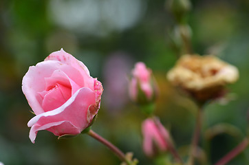 Image showing Pink rose flower