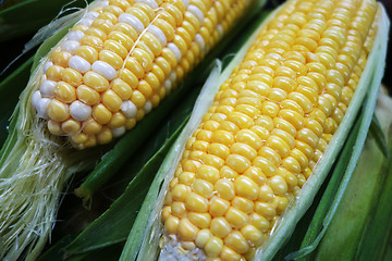 Image showing Yellow and white corn cobs