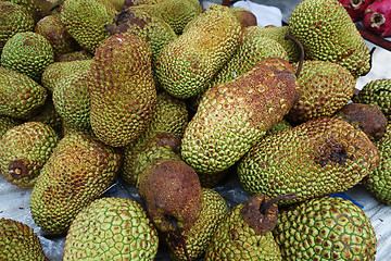 Image showing Cempedak is a kind of jack fruit