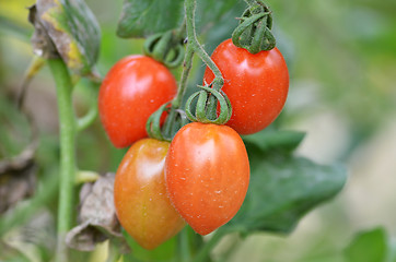 Image showing Fresh red tomatoes