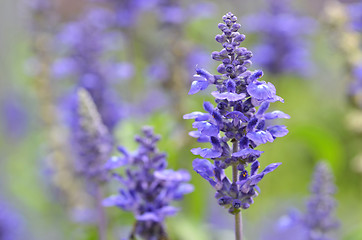 Image showing Blooming blue bugleweeds Ajuga