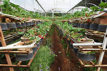 Image showing Fresh strawberries that are grown in greenhouses