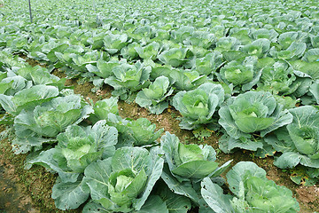 Image showing Rows of grown cabbages in Cameron Highland