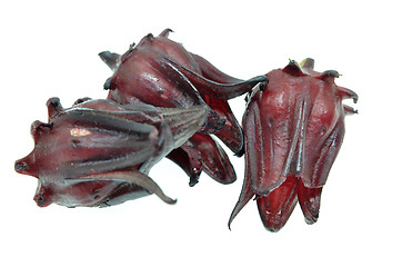 Image showing Hibiscus sabdariffa or roselle fruits