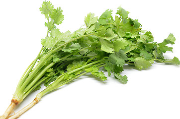 Image showing Fresh coriander bunch