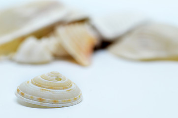 Image showing Sea shell isolated on white