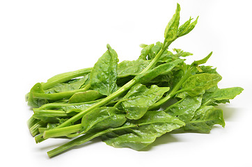 Image showing Green Ceylon Spinach