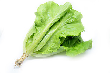 Image showing Green Chinese lettuce