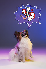 Image showing Studio portrait of a small yawning puppy Papillon