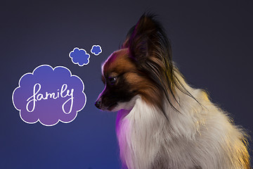 Image showing Studio portrait of a small yawning puppy Papillon