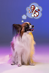 Image showing Studio portrait of a small yawning puppy Papillon