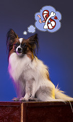 Image showing Studio portrait of a small yawning puppy Papillon