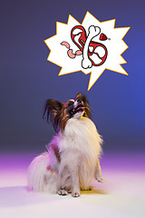 Image showing Studio portrait of a small yawning puppy Papillon