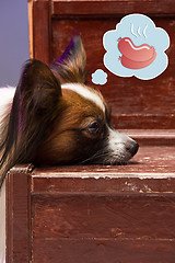 Image showing Studio portrait of a small yawning puppy Papillon