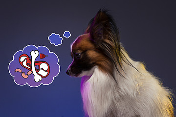 Image showing Studio portrait of a small yawning puppy Papillon