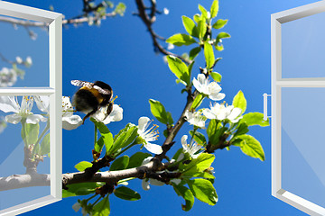 Image showing window to spring blossoming tree and bumblebee