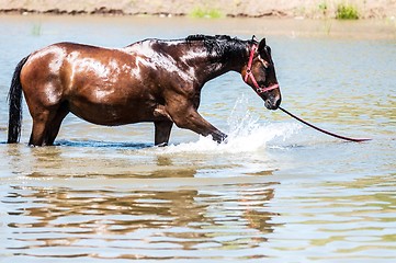 Image showing Horses at pond