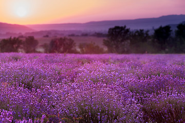 Image showing lavender plantation at sunset.