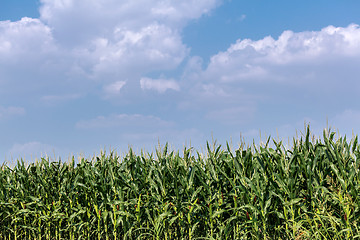 Image showing Corn field against the sky