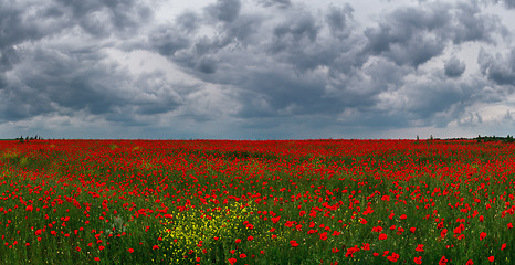 Image showing poppy field against the sky