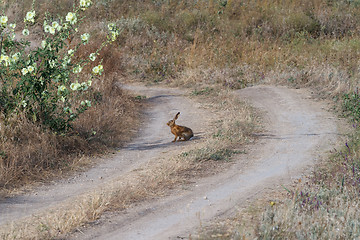 Image showing Hare on steppe road