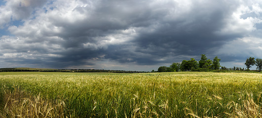 Image showing Panorama ripening wheat field