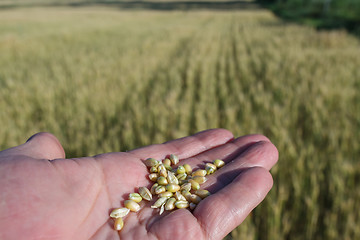 Image showing Agronomist is holding grain