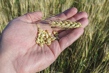 Image showing Agronomist is holding grain