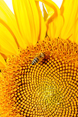 Image showing Honey bee on sunflower.
