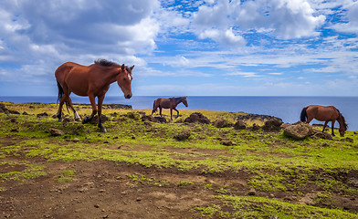 Image showing Horses on easter island cliffs