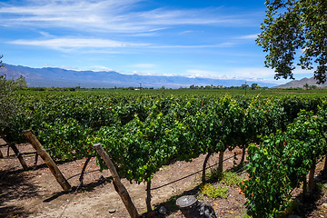 Image showing vine field in cafayate, Argentina