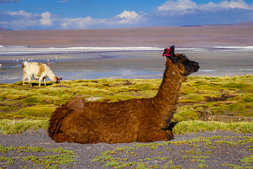 Image showing Lamas herd in Laguna colorada, sud Lipez Altiplano reserva, Boli