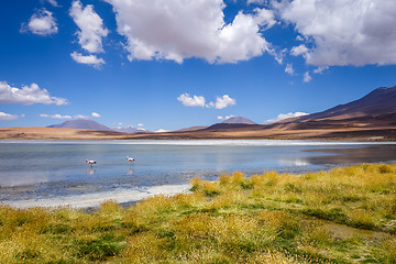 Image showing Pink flamingos in altiplano laguna, sud Lipez reserva, Bolivia