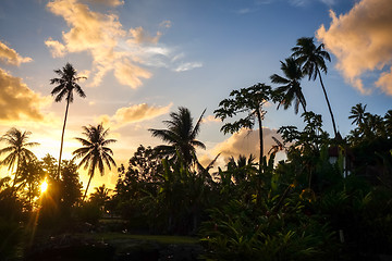 Image showing Palm tree at sunset in Moorea island