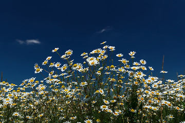 Image showing Daisies closeup on blue sky background.