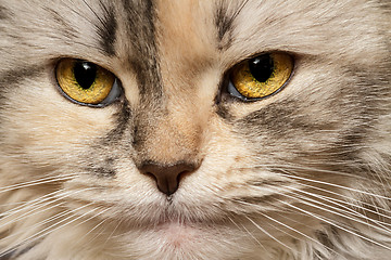 Image showing Cat three-color close-up