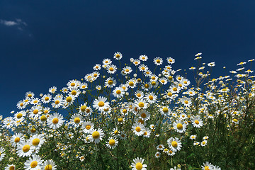 Image showing Daisies closeup on blue sky background.