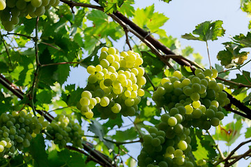 Image showing Bunch of white grapes