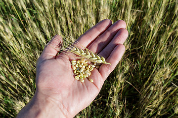 Image showing Agronomist is holding grain